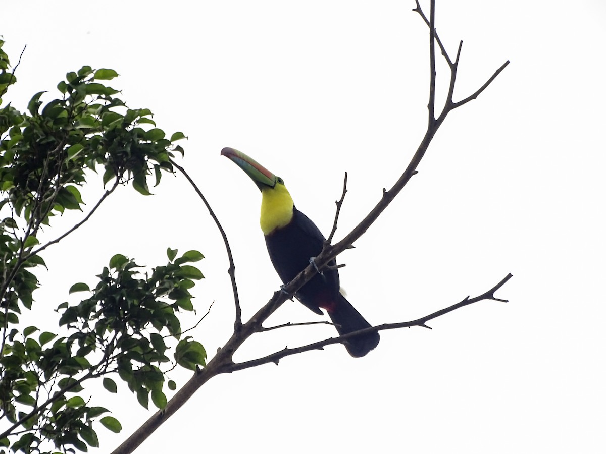 Keel-billed Toucan - ML643646630