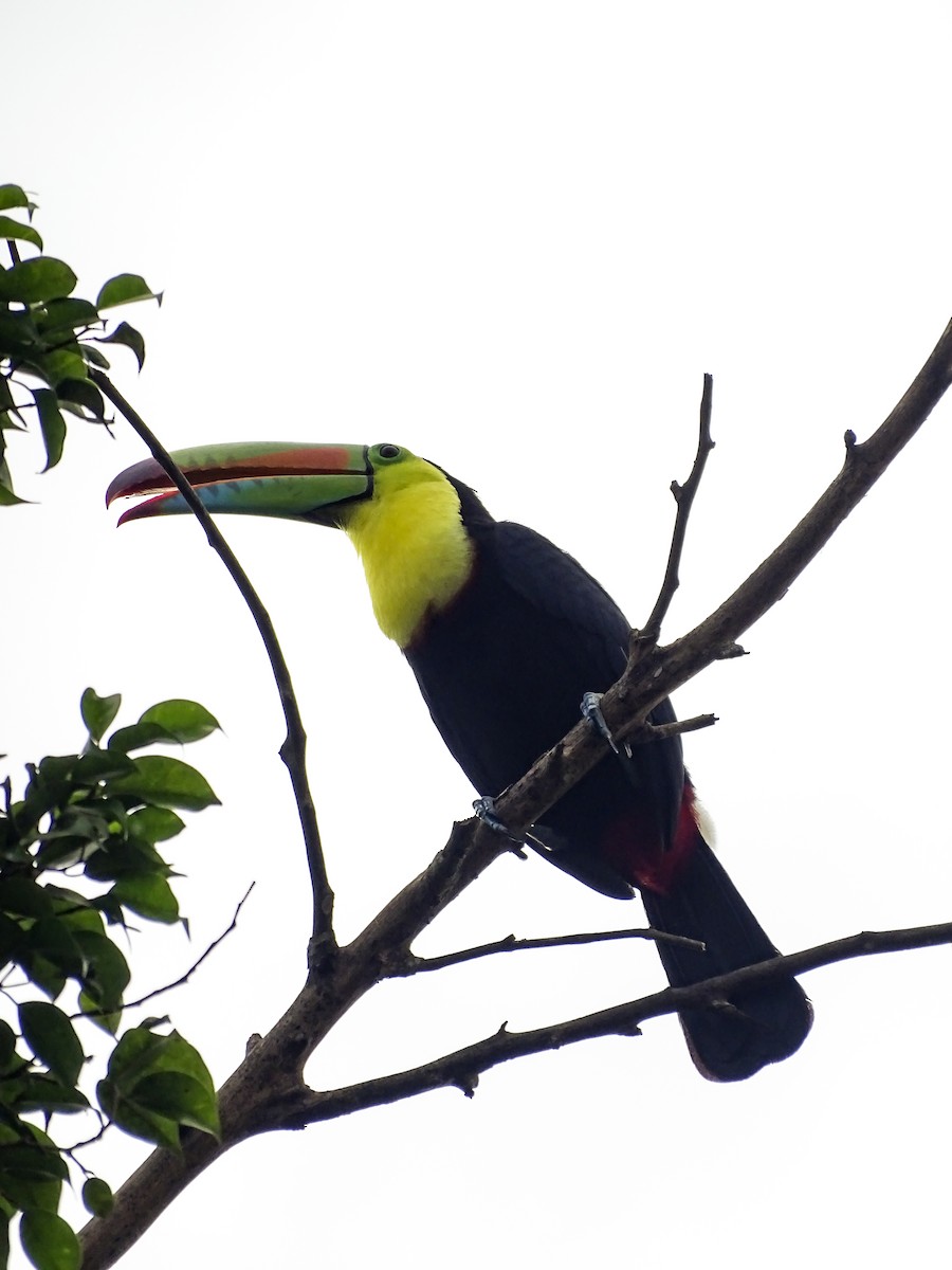 Keel-billed Toucan - ML643646631