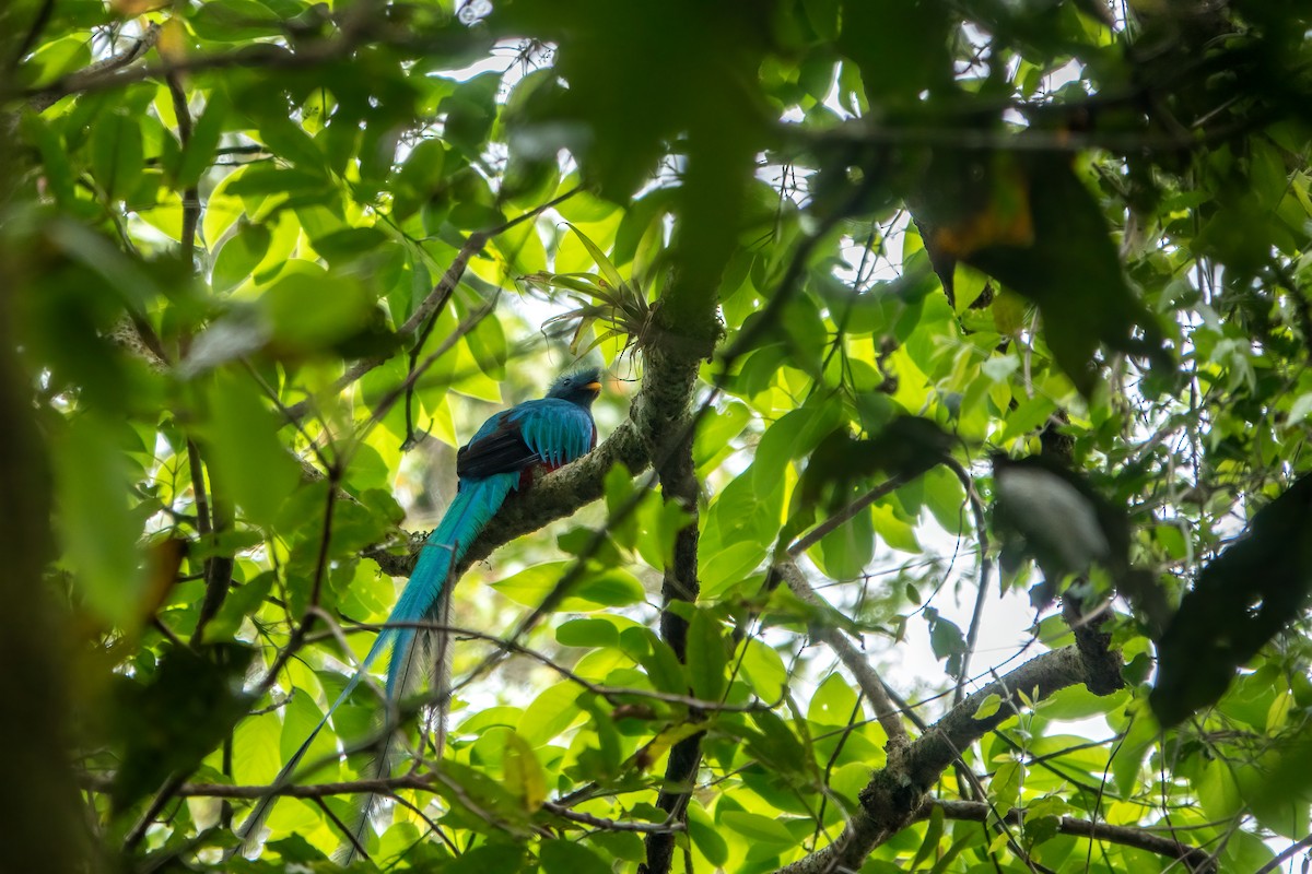 Resplendent Quetzal - ML643646650