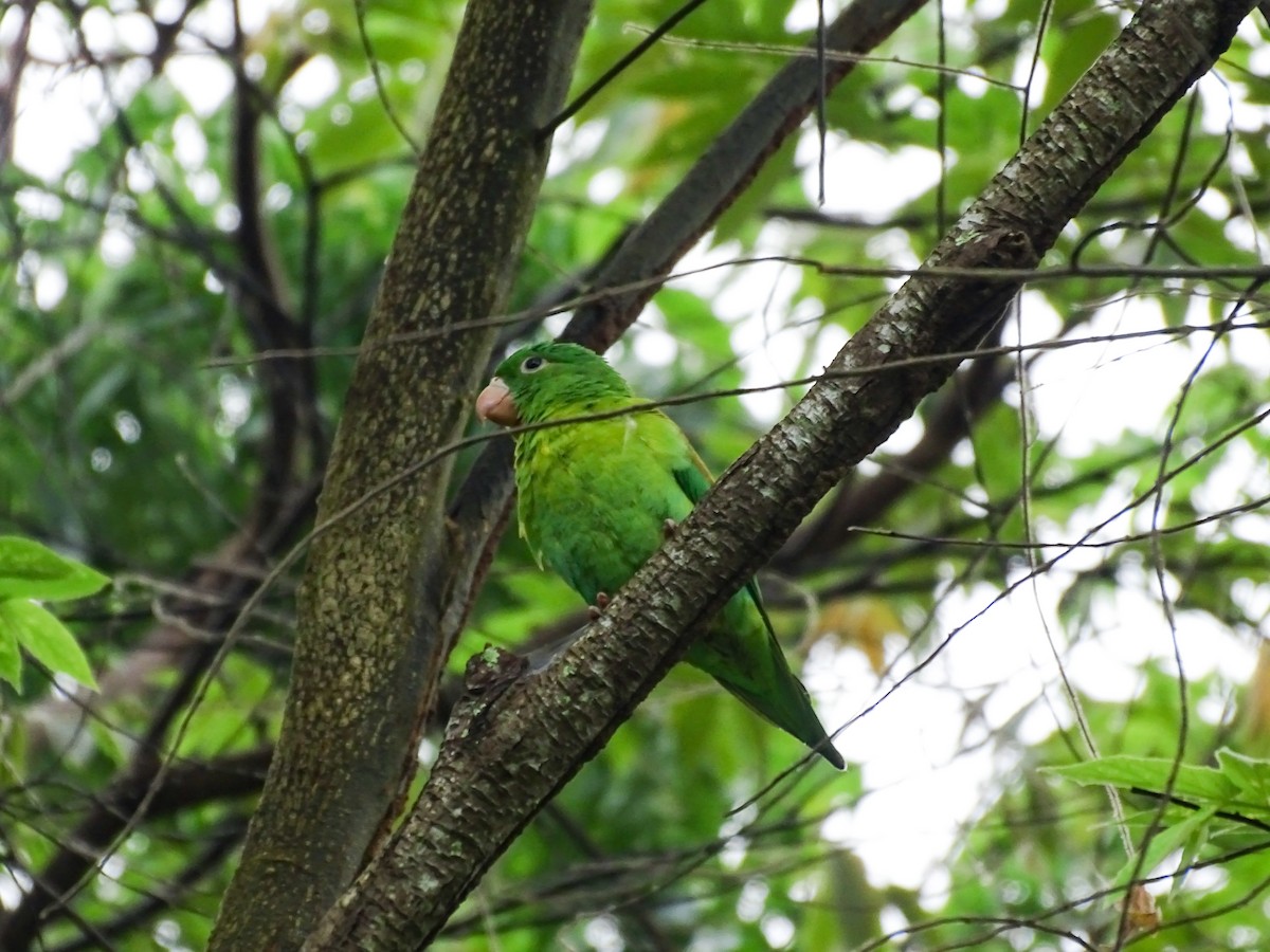 Orange-chinned Parakeet - ML643646657