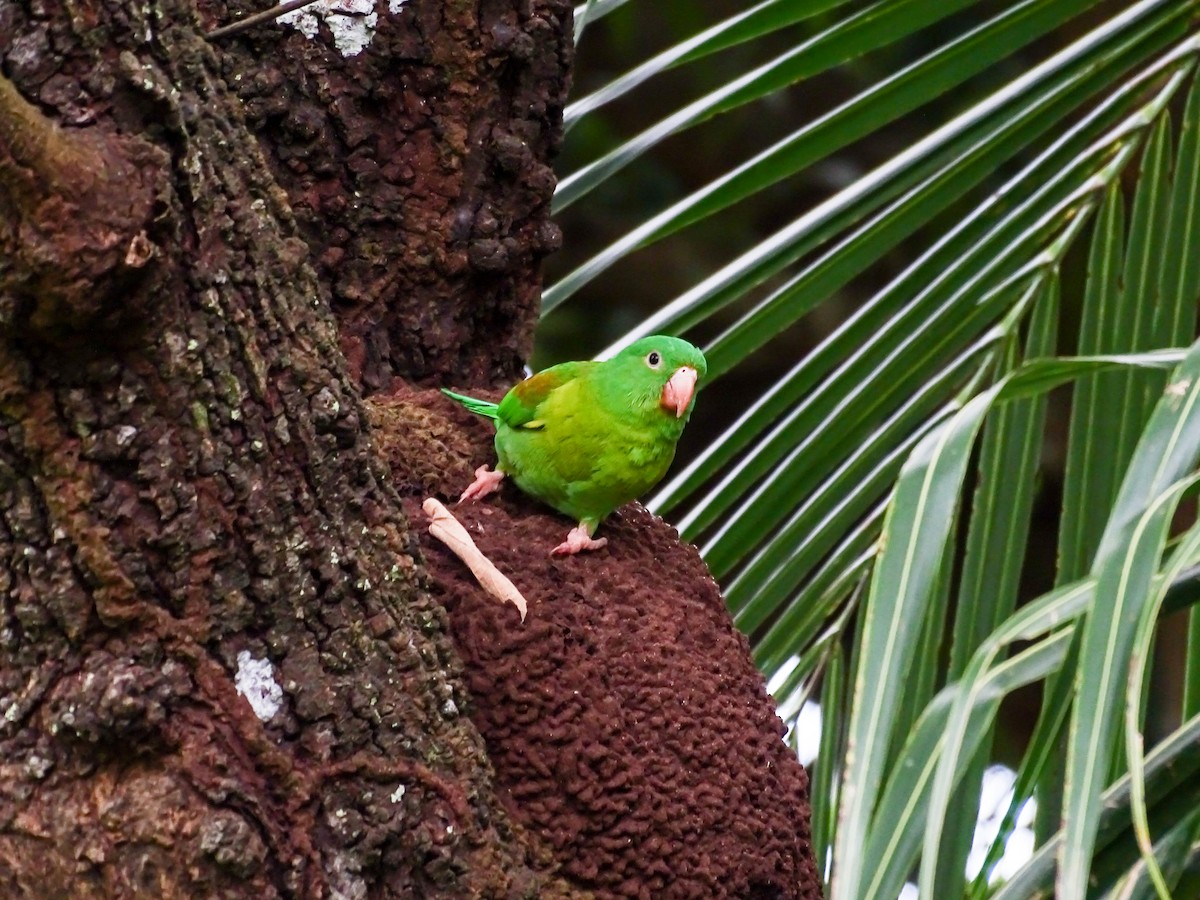 Orange-chinned Parakeet - ML643646669