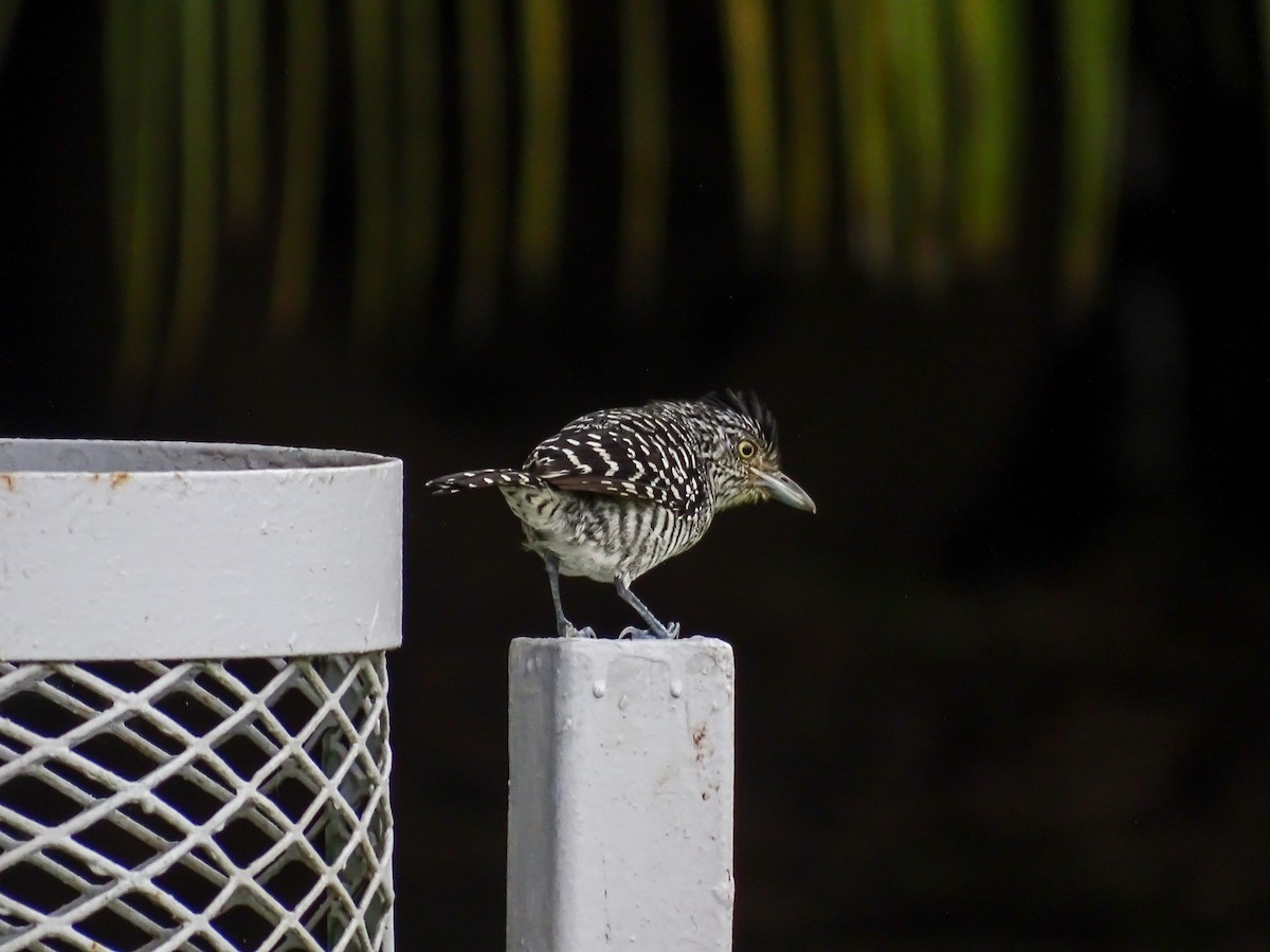 Barred Antshrike - ML643646673