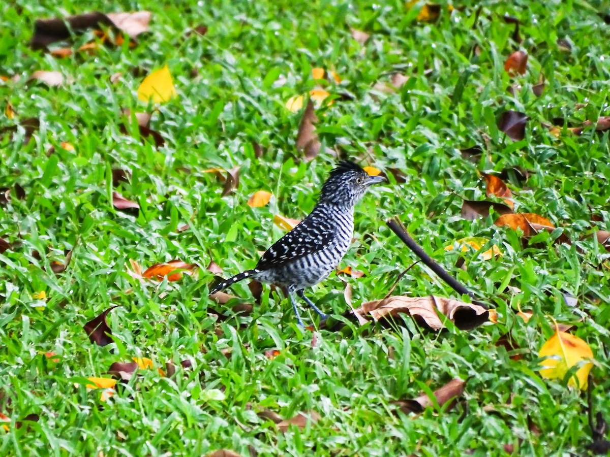 Barred Antshrike - ML643646674
