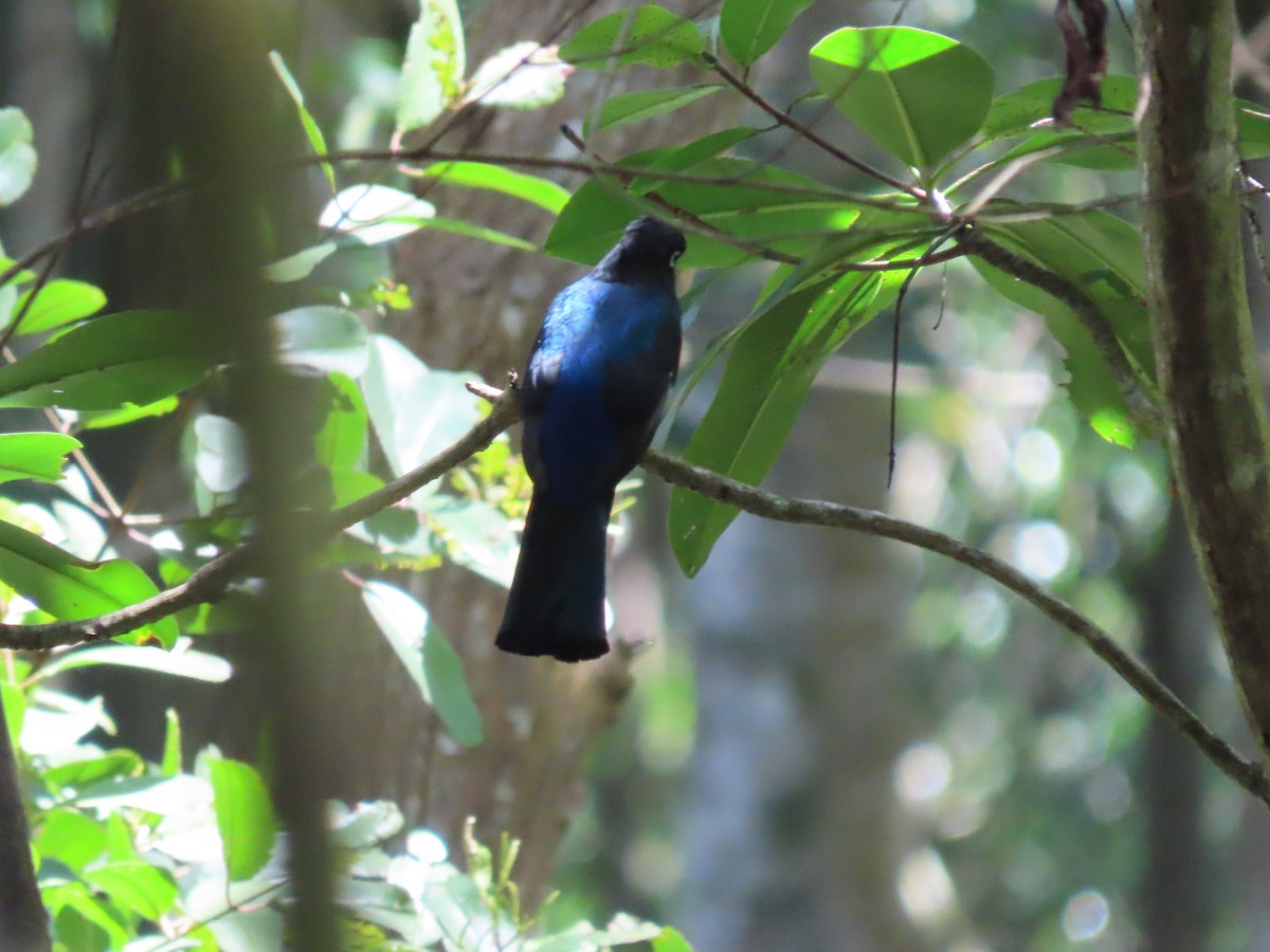 Black-headed Trogon - ML643646675