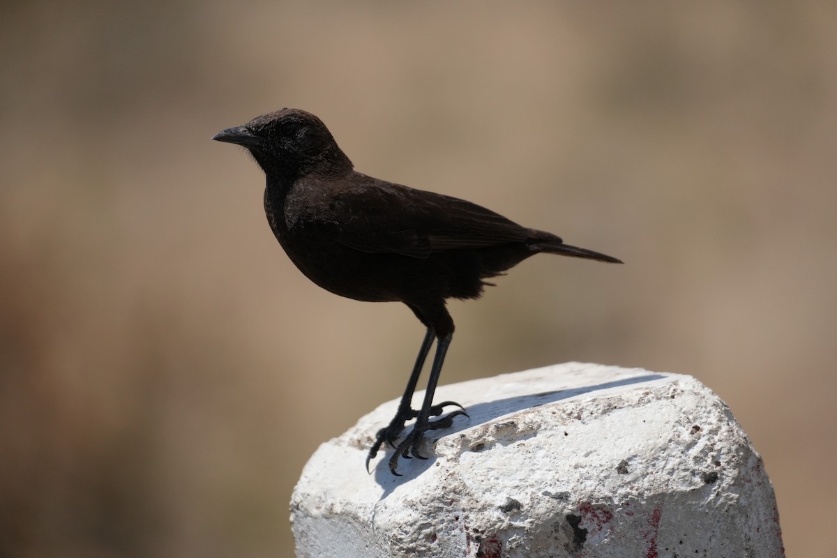 Northern Anteater-Chat - ML643646677
