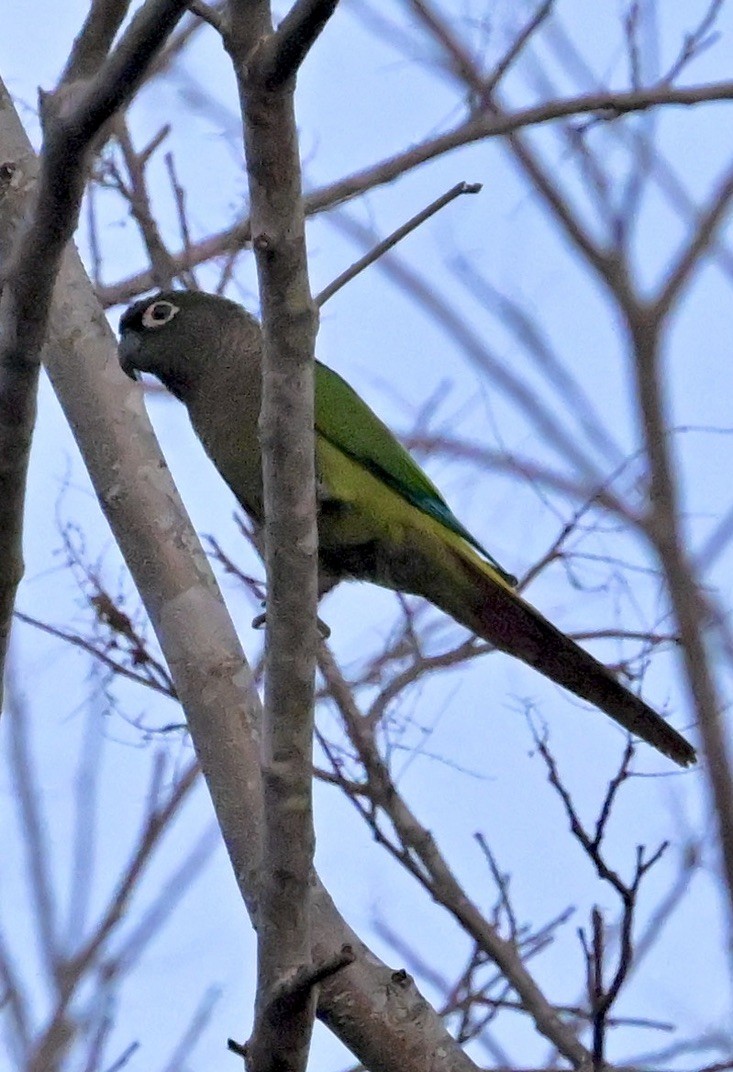 Blaze-winged Parakeet - ML643646679