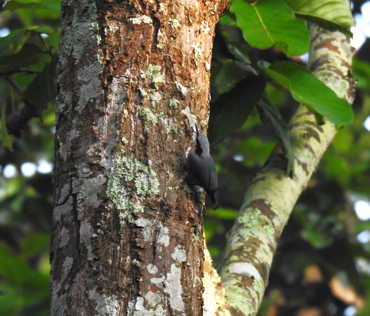 Kastanienkleiber - ML643646682