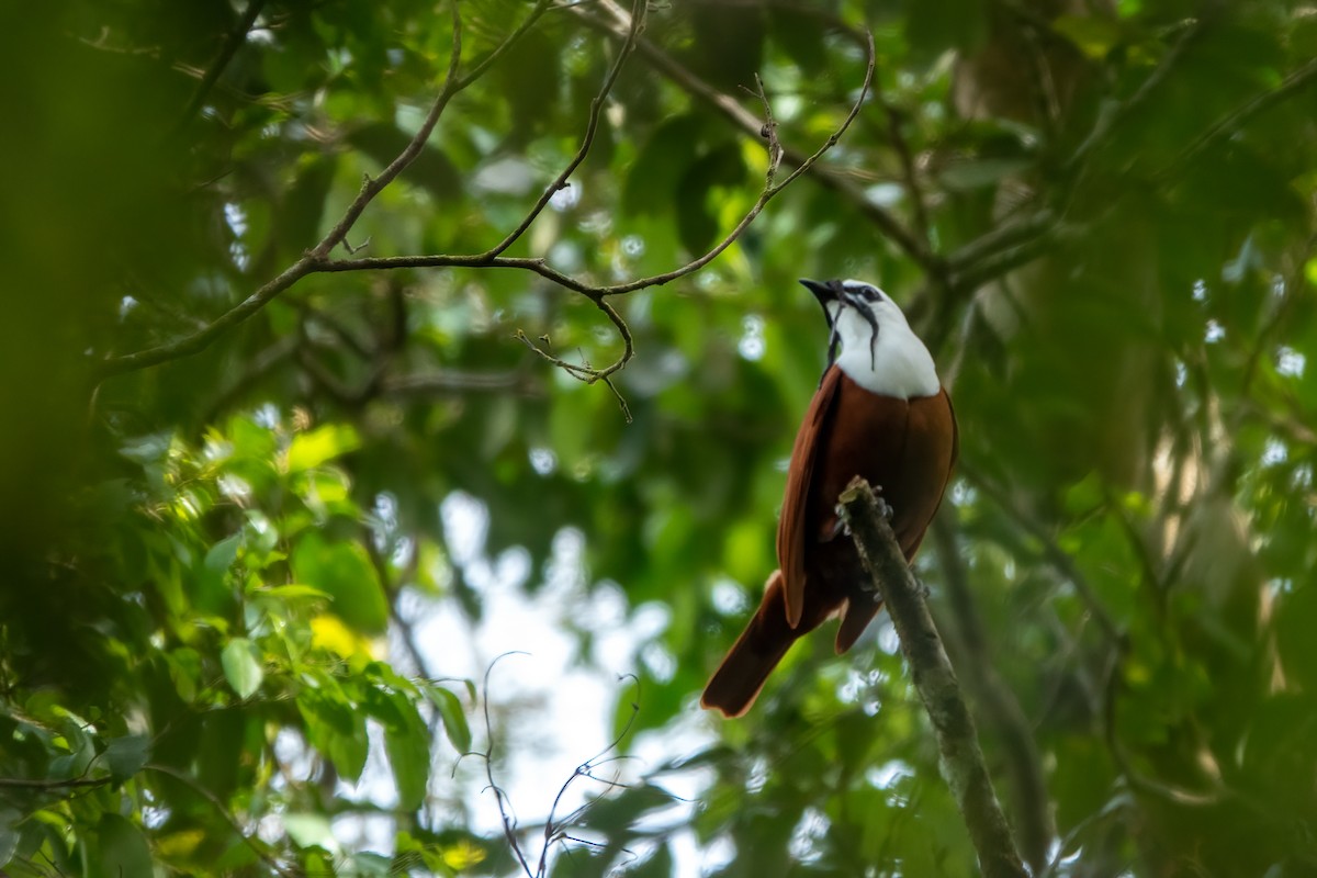 Three-wattled Bellbird - ML643646683