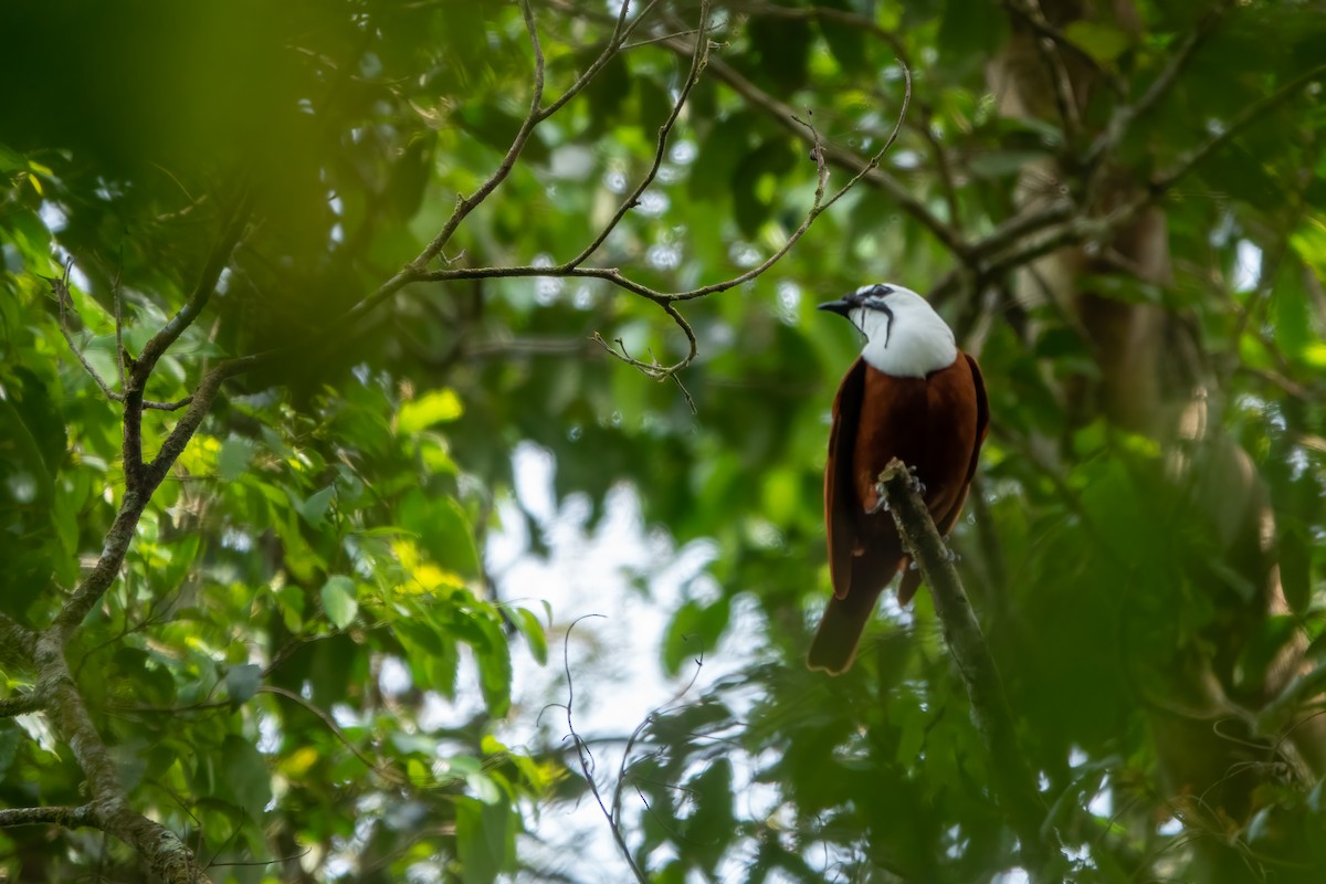 Three-wattled Bellbird - ML643646684