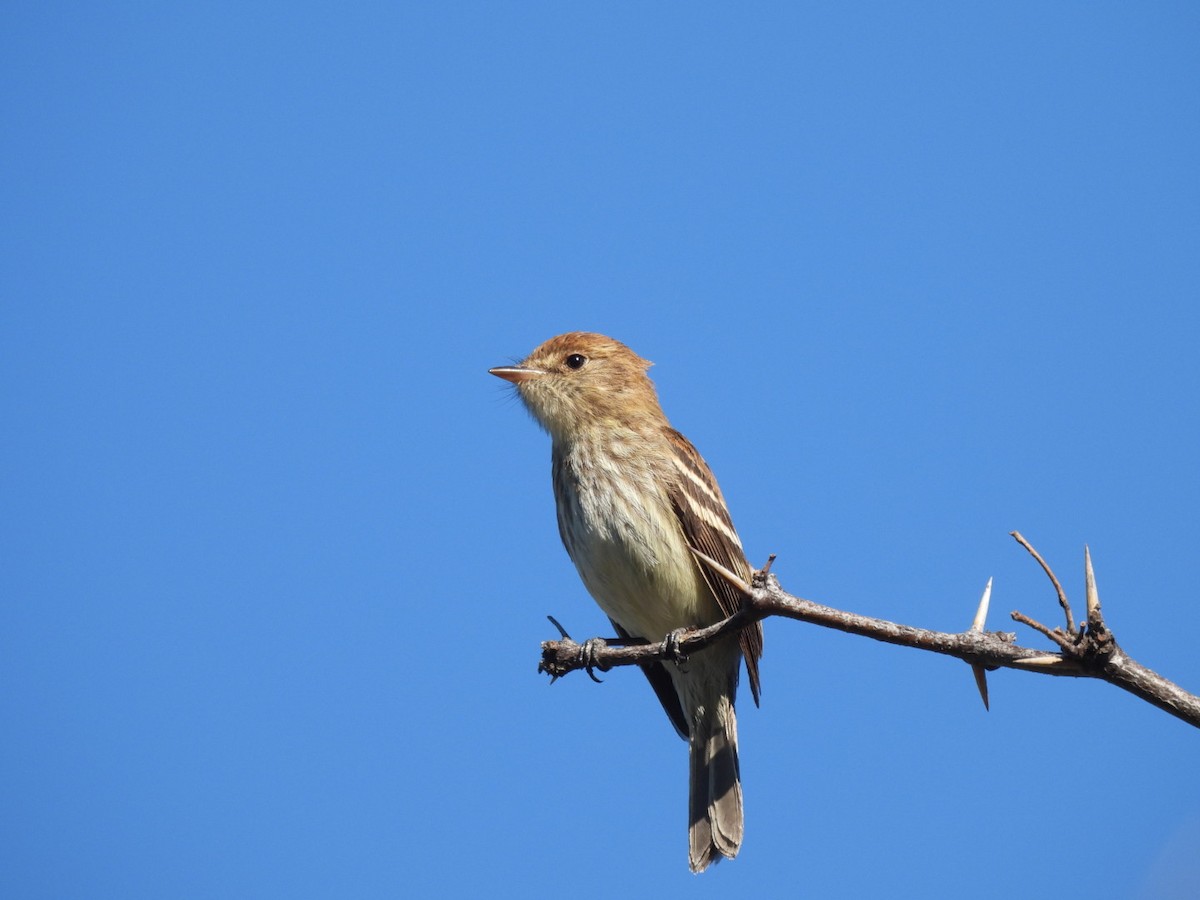 Bran-colored Flycatcher - ML643646687