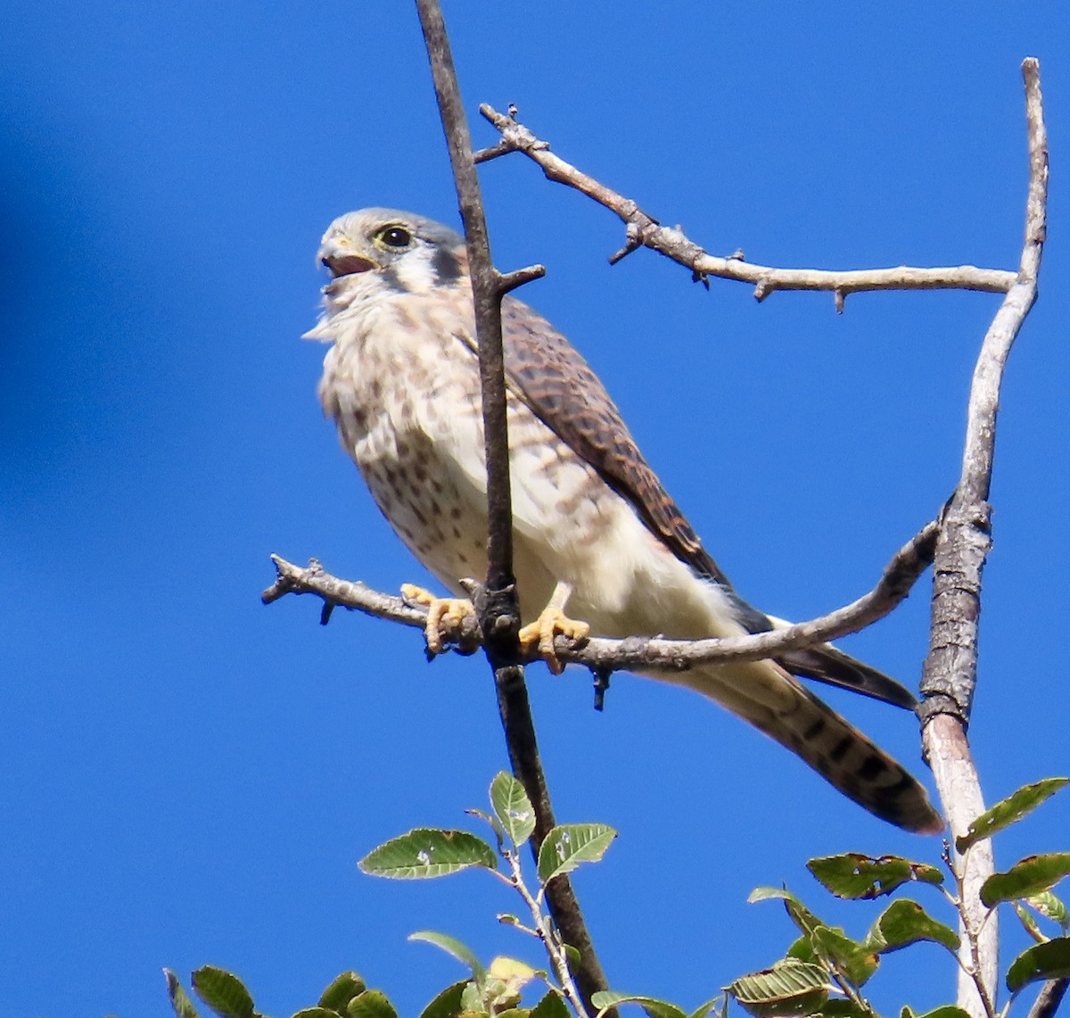 Cernícalo Americano - ML643646693
