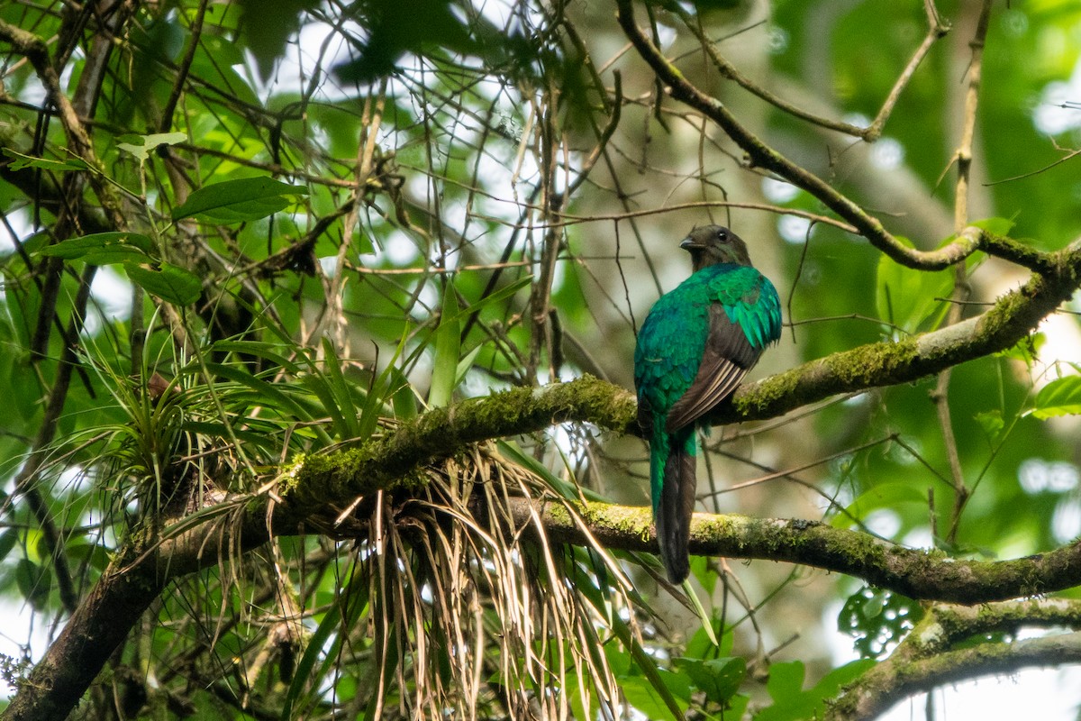 Resplendent Quetzal - ML643646695