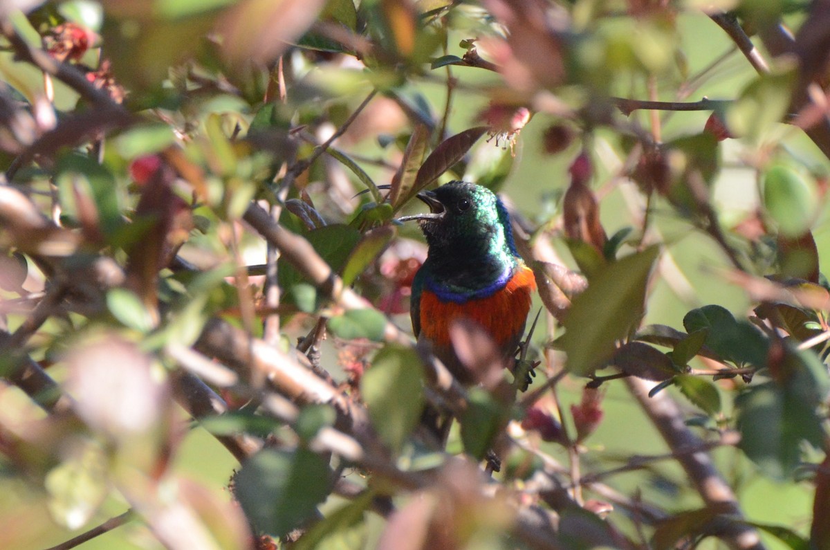 Greater Double-collared Sunbird - ML643646696