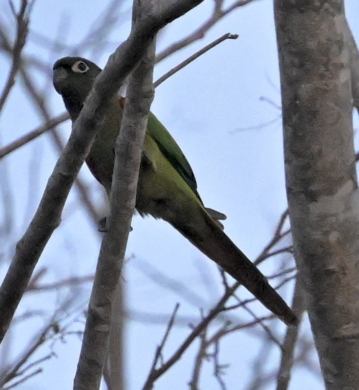 Blaze-winged Parakeet - ML643646699
