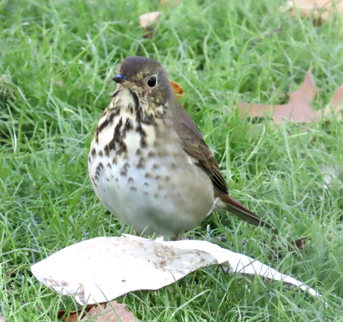 Zorzalito Colirrufo - ML643646718