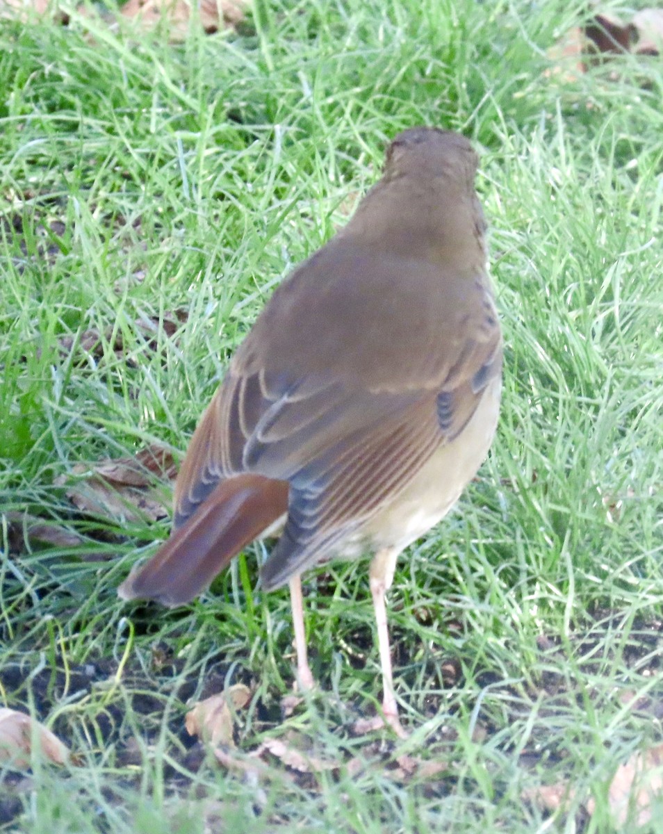 Zorzalito Colirrufo - ML643646719