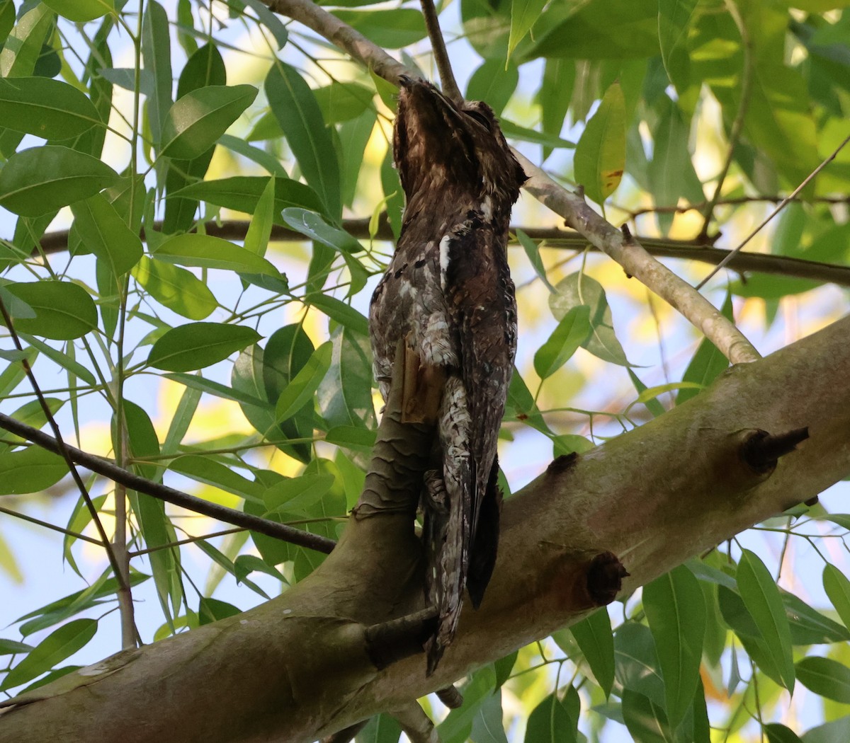 Common Potoo - ML643646720