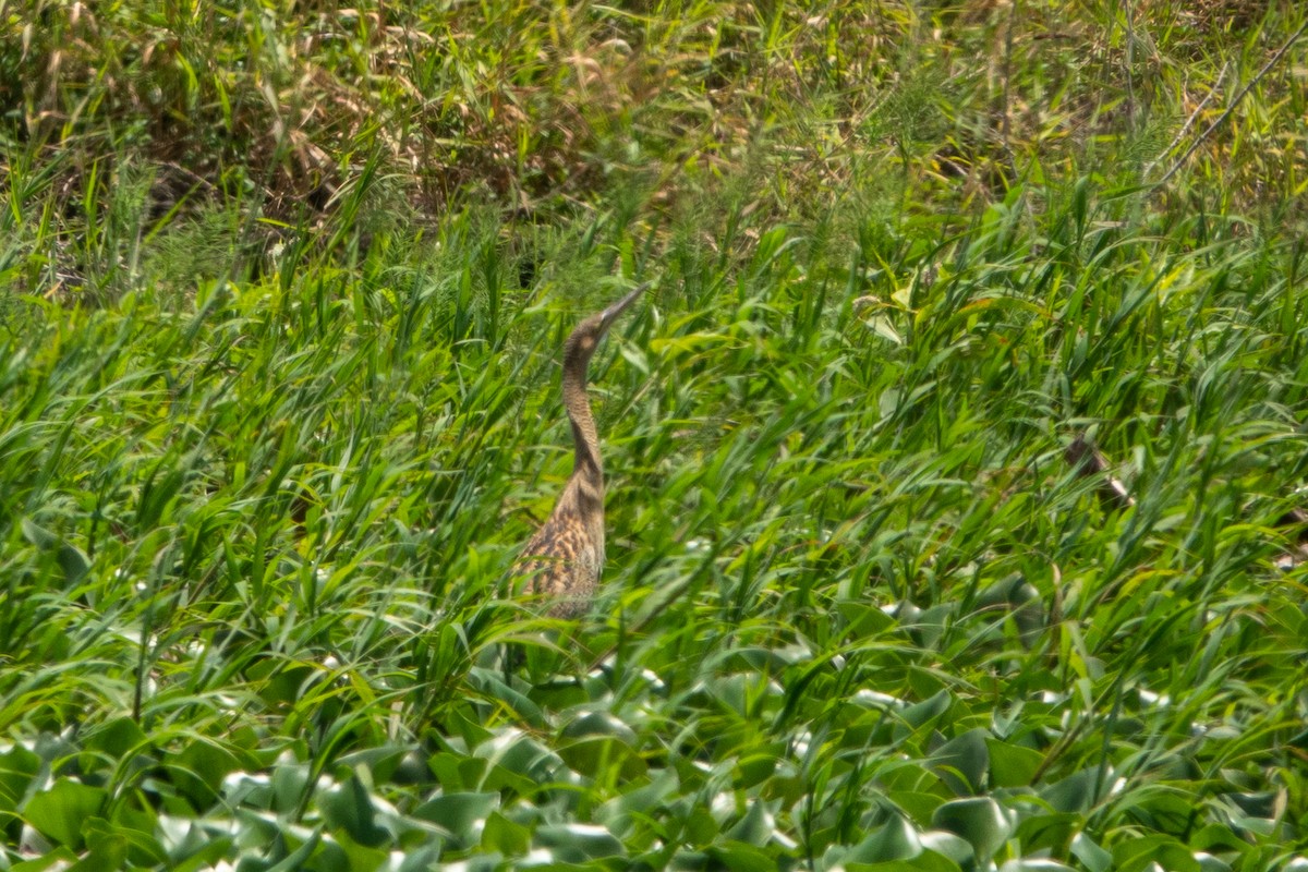 Pinnated Bittern - ML643646727