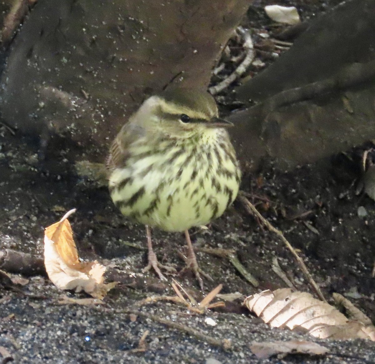 Reinita Charquera Norteña - ML643646730