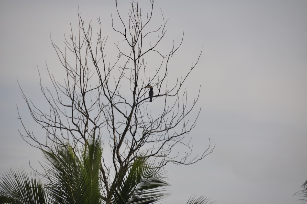 Malabar Pied-Hornbill - ML643646734
