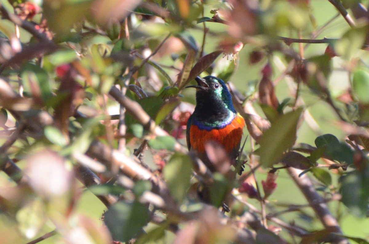 Greater Double-collared Sunbird - ML643646739