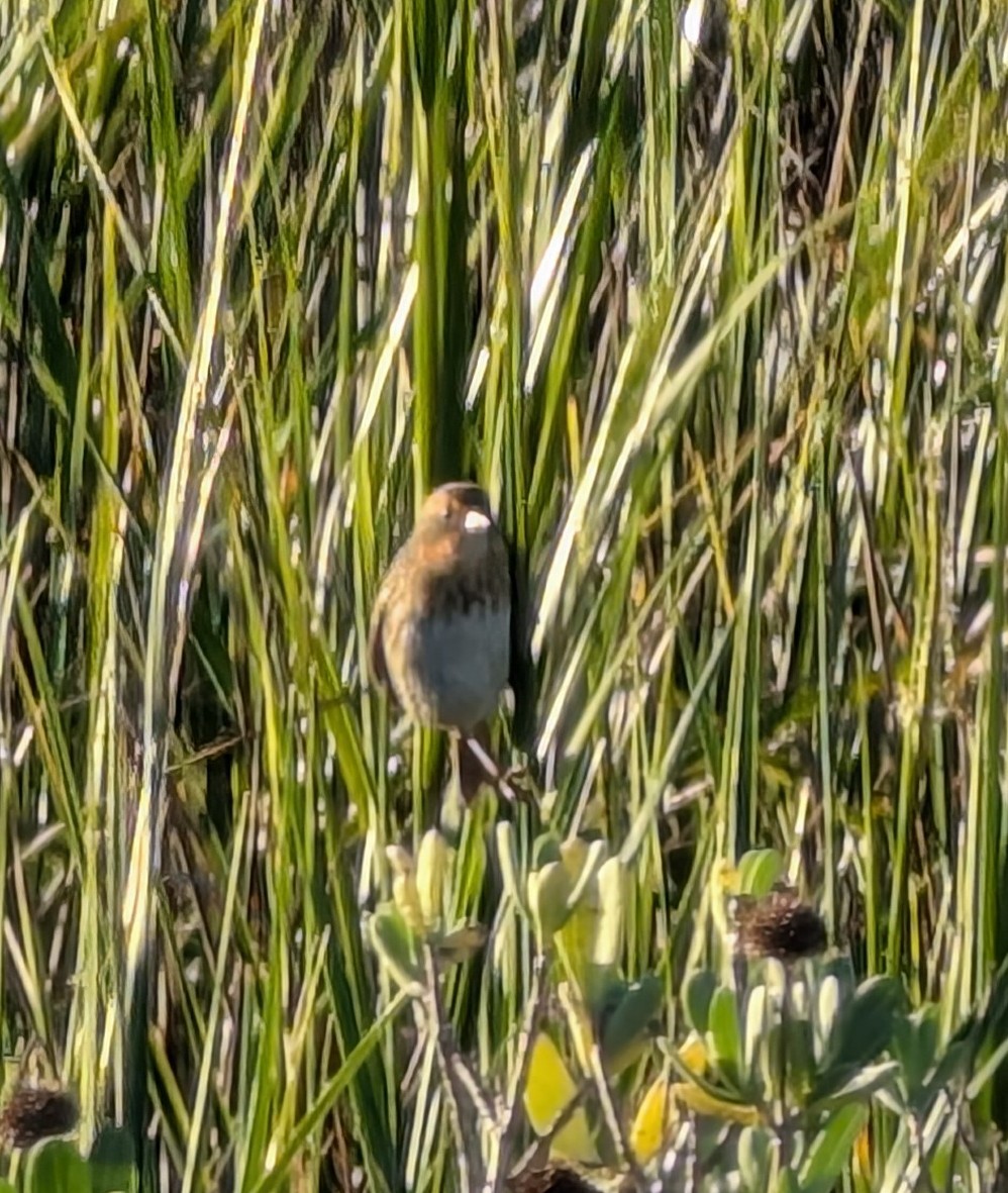 Saltmarsh Sparrow - ML643646746
