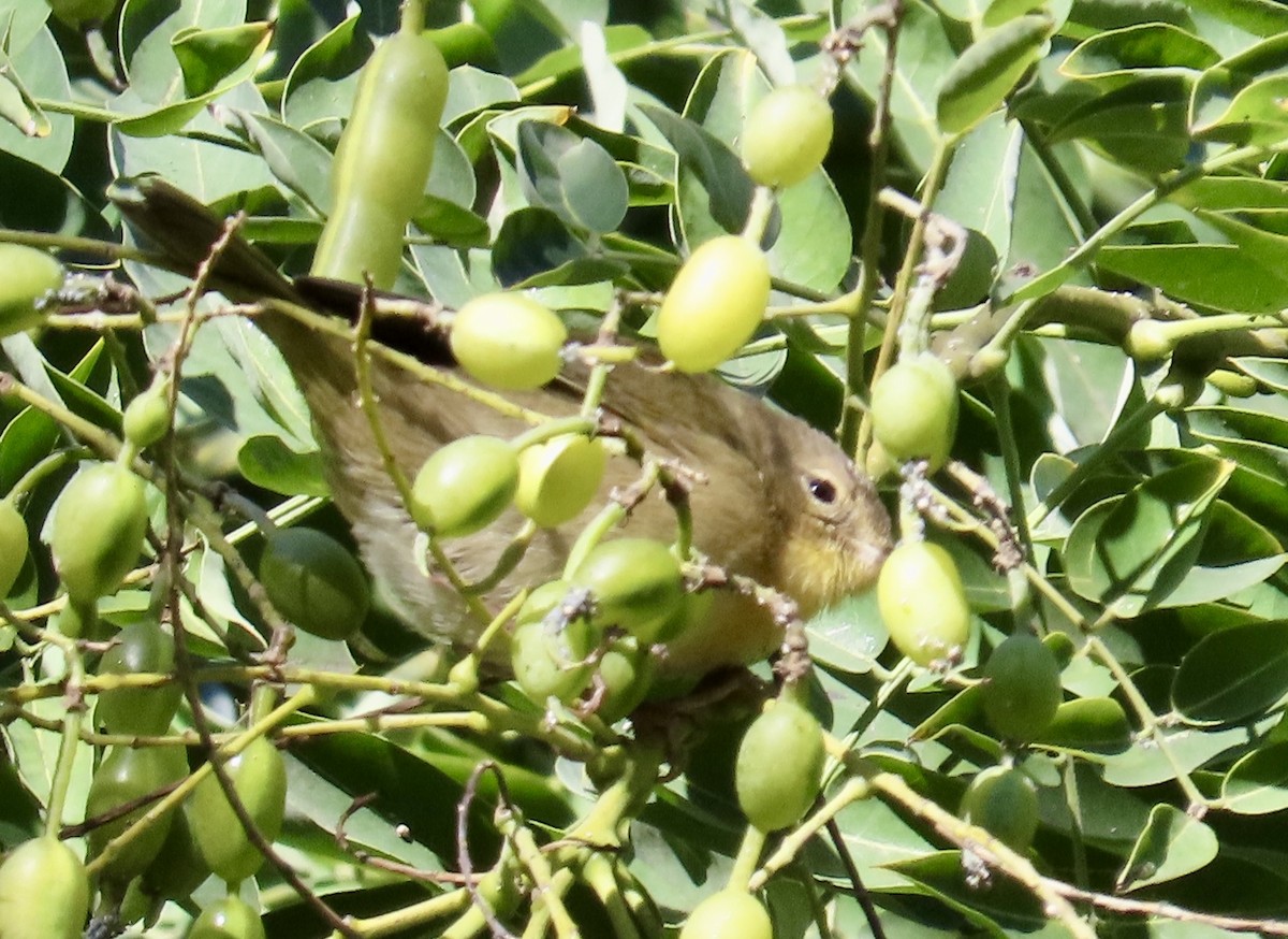 Mascarita Común - ML643646748