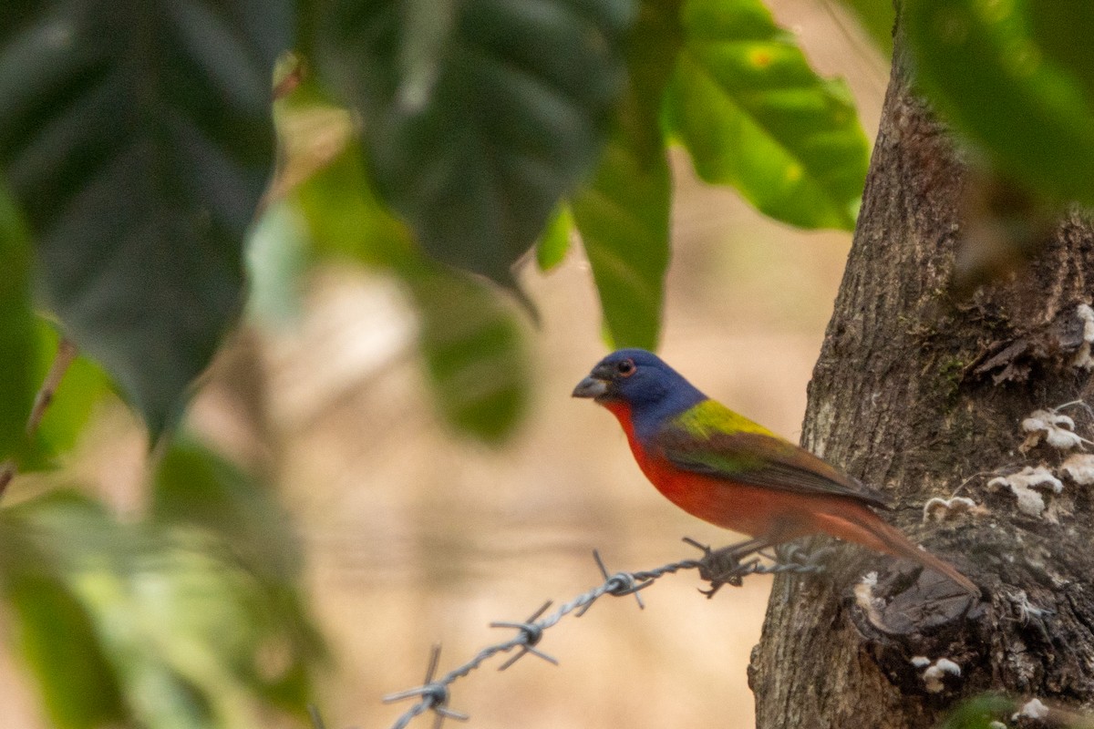 Painted Bunting - ML643646749