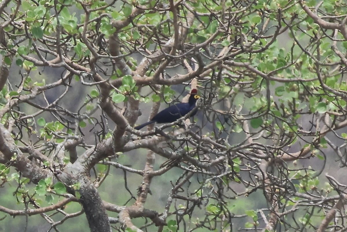 Турако червоночубий - ML643646754