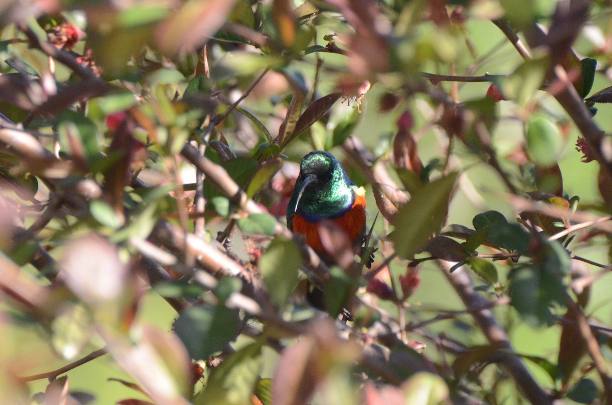 Greater Double-collared Sunbird - ML643646757