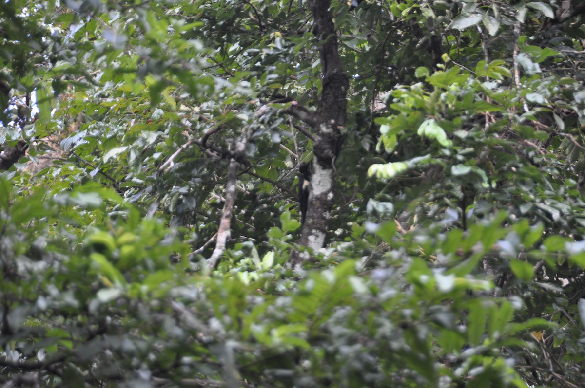 White-bellied Woodpecker - ML643646758