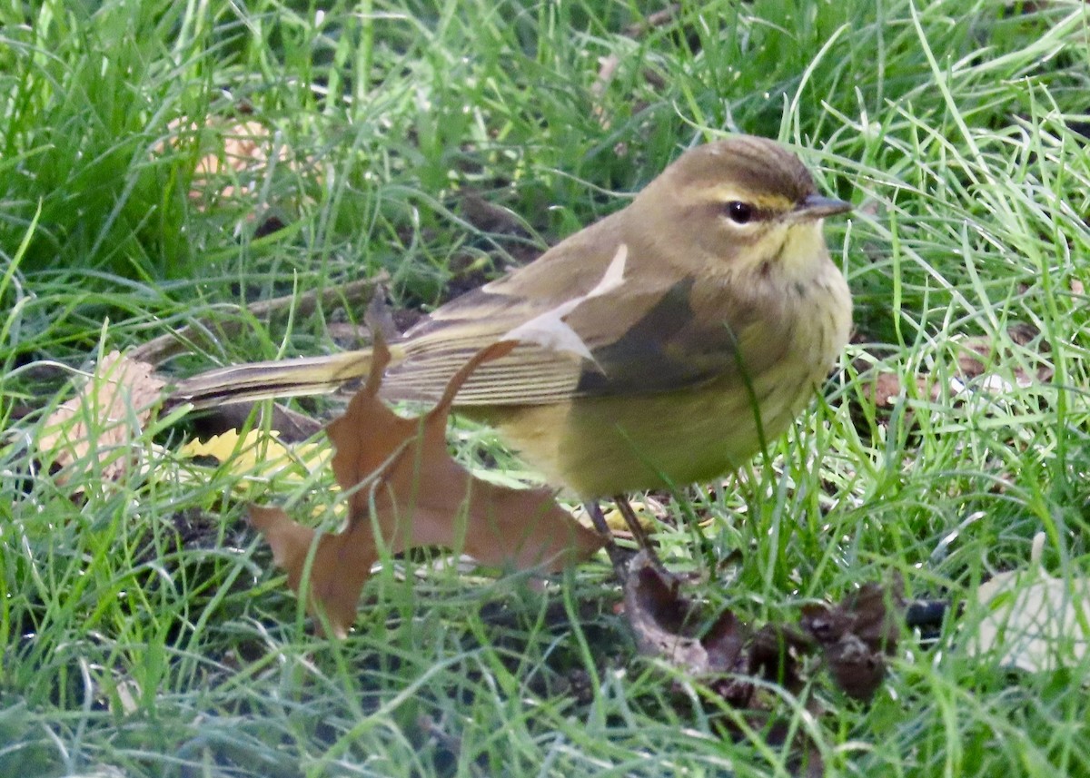 Reinita Palmera - ML643646759