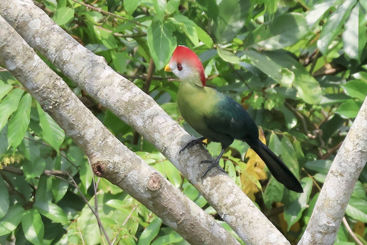 Red-crested Turaco - ML643646763