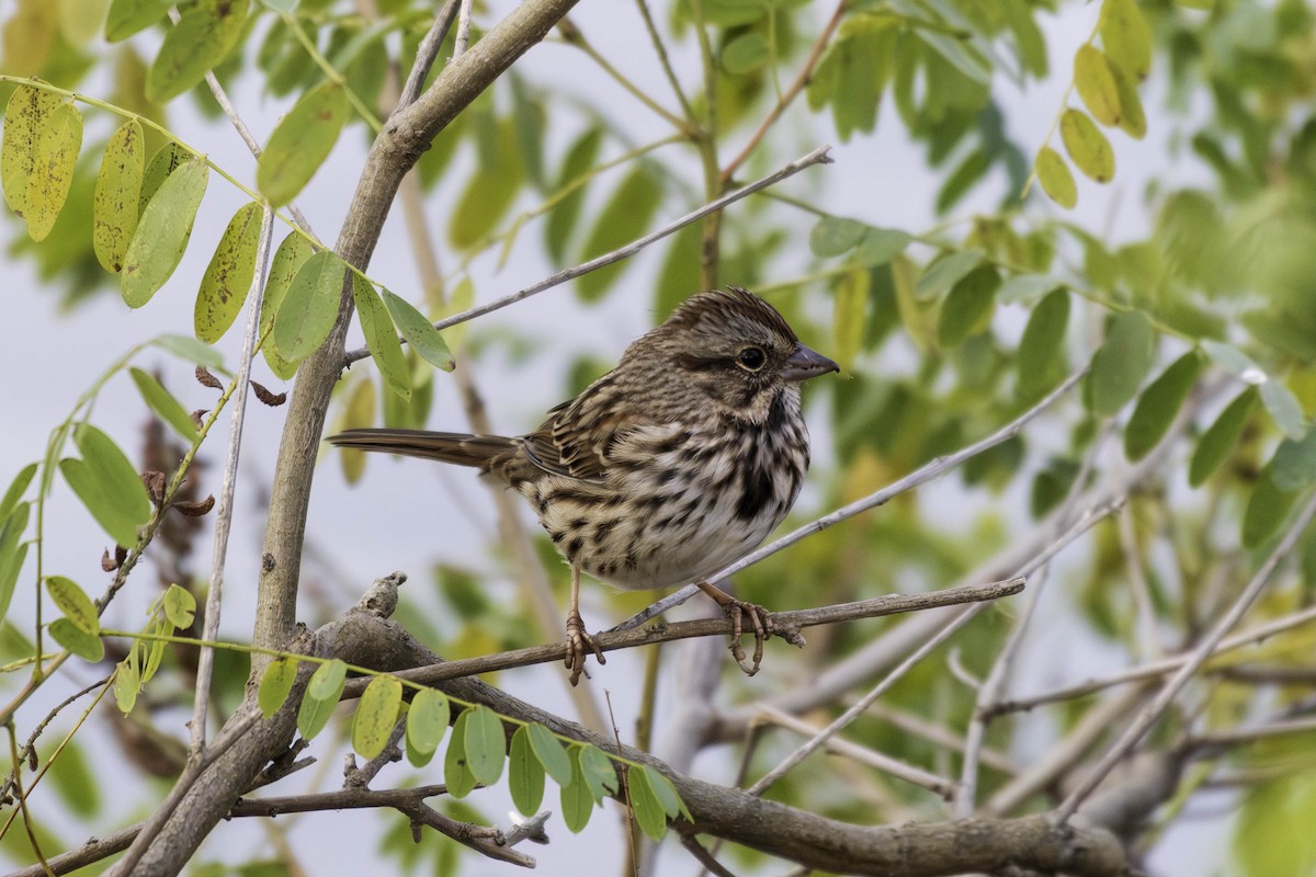 Song Sparrow - ML643646768