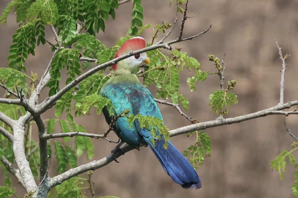 Red-crested Turaco - ML643646771