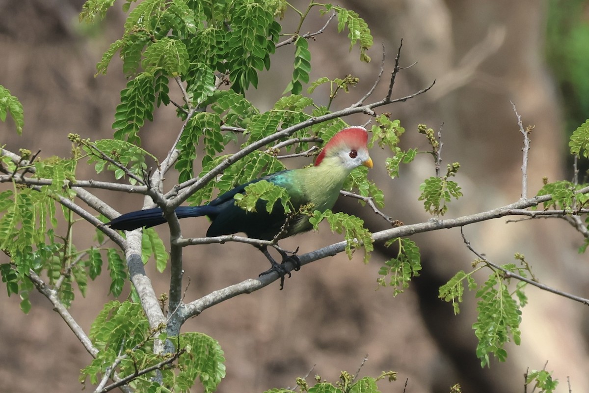 Red-crested Turaco - ML643646779