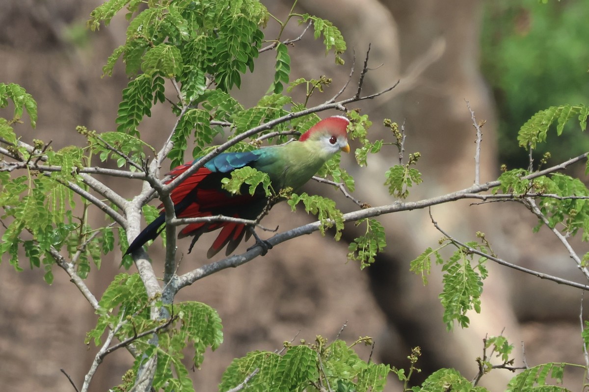 Red-crested Turaco - ML643646785