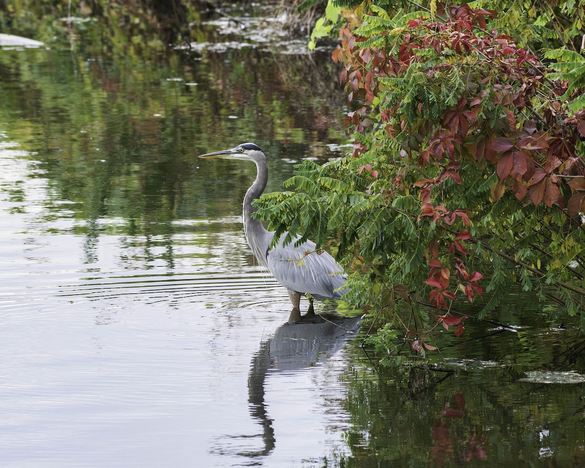 Great Blue Heron - ML643646786