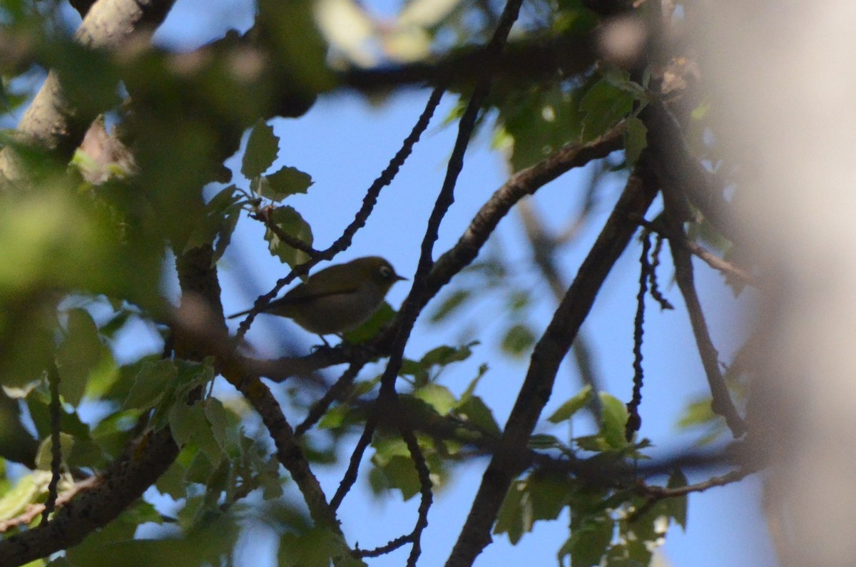 Cape White-eye - ML643646788