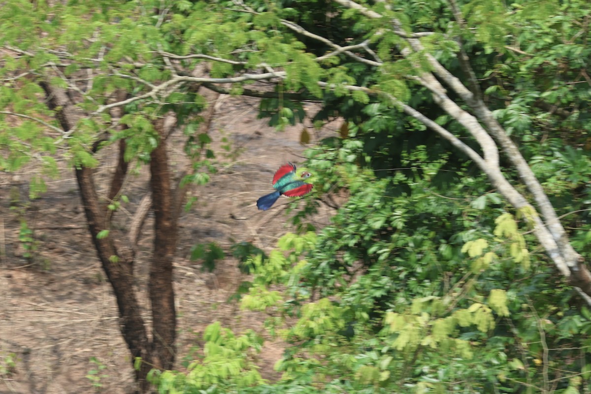 Red-crested Turaco - ML643646795