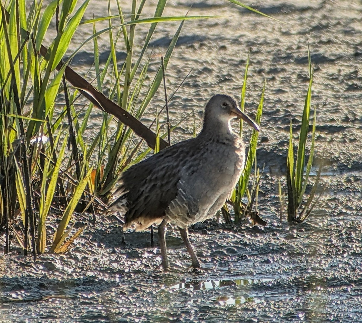 Clapper Rail - ML643646813