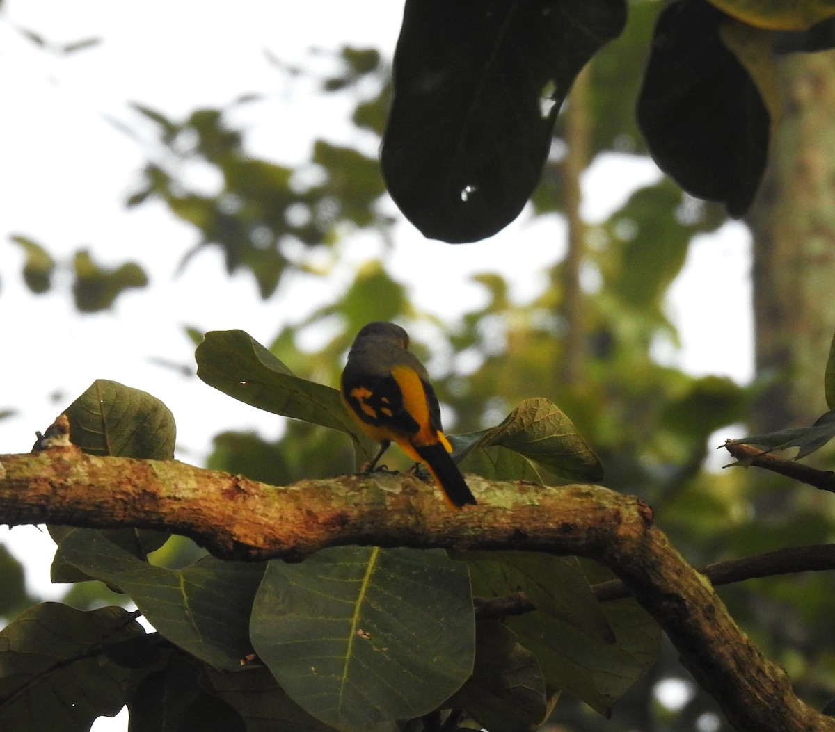 Small Minivet - ML643646824
