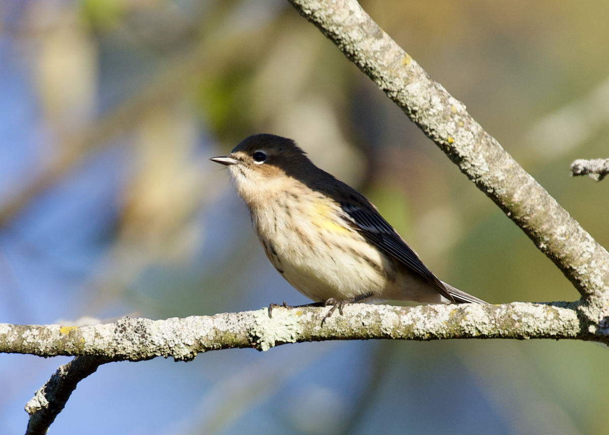 Yellow-rumped Warbler - ML643646828