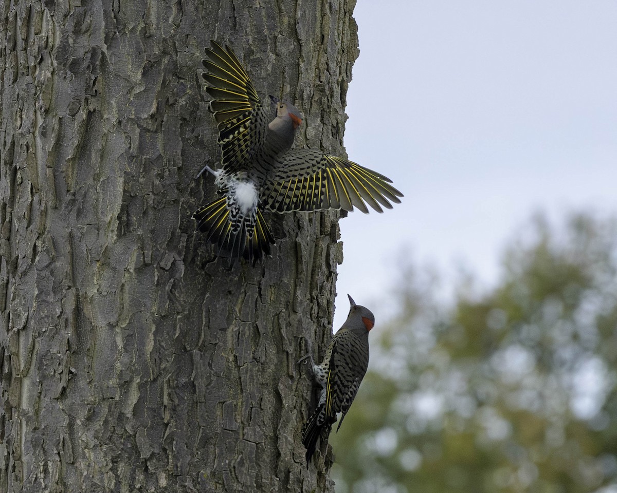Northern Flicker - ML643646833