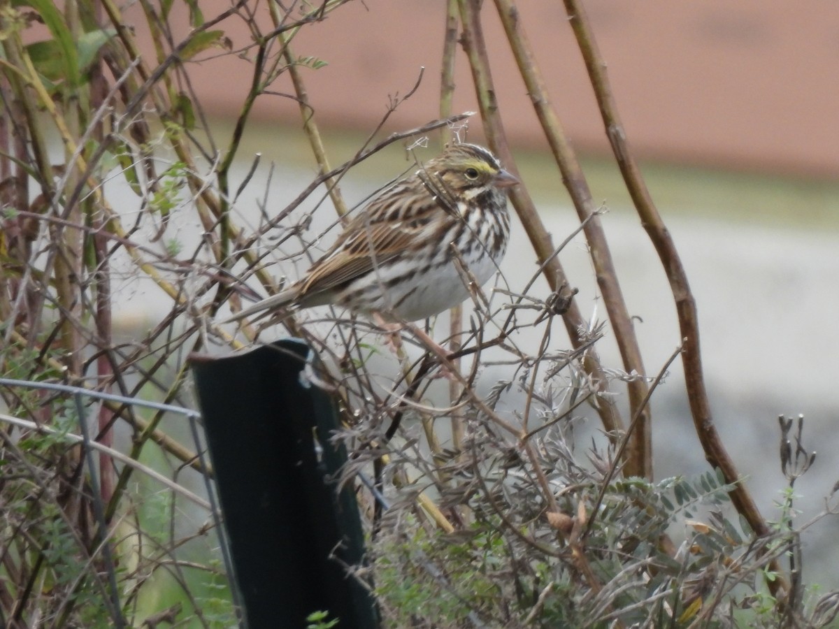 Savannah Serçesi - ML643646845