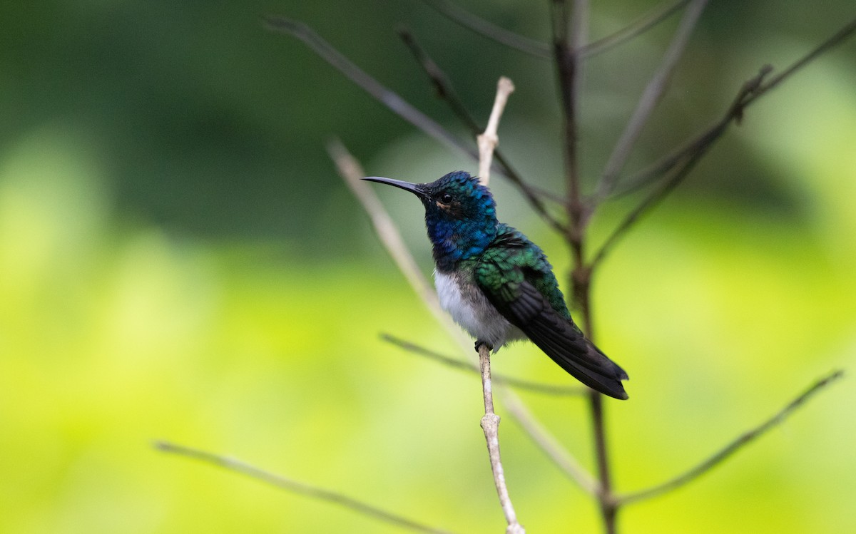 Colibri jacobin - ML643646861