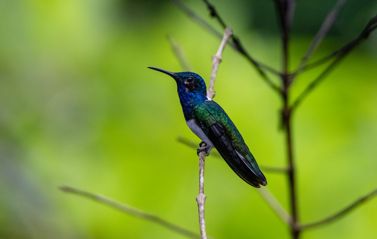 Colibri jacobin - ML643646862