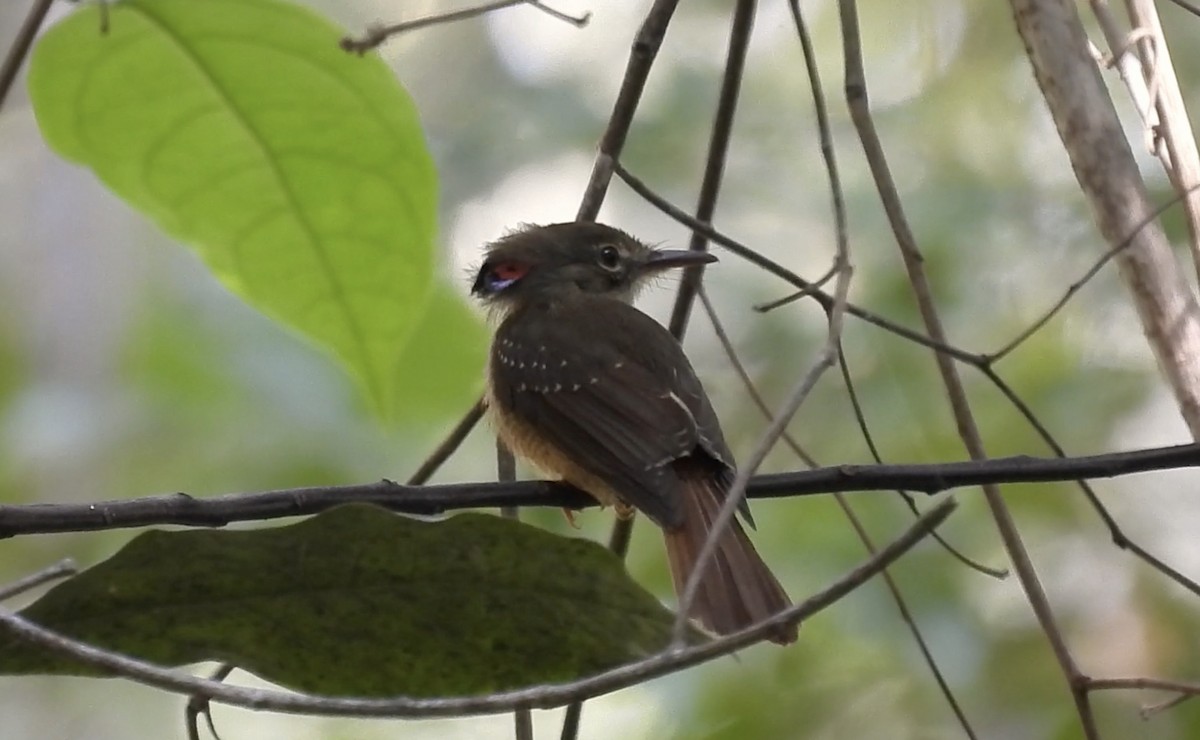 Tropical Royal Flycatcher (Amazonian) - ML643646863