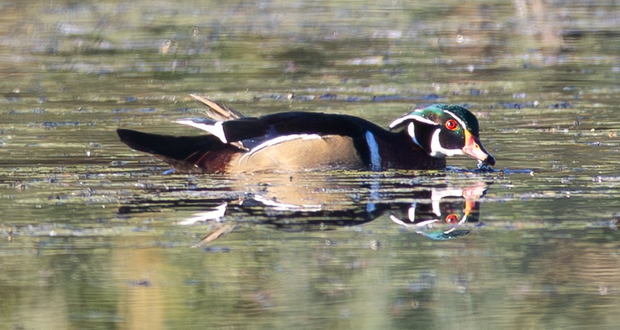 Wood Duck - ML643646870