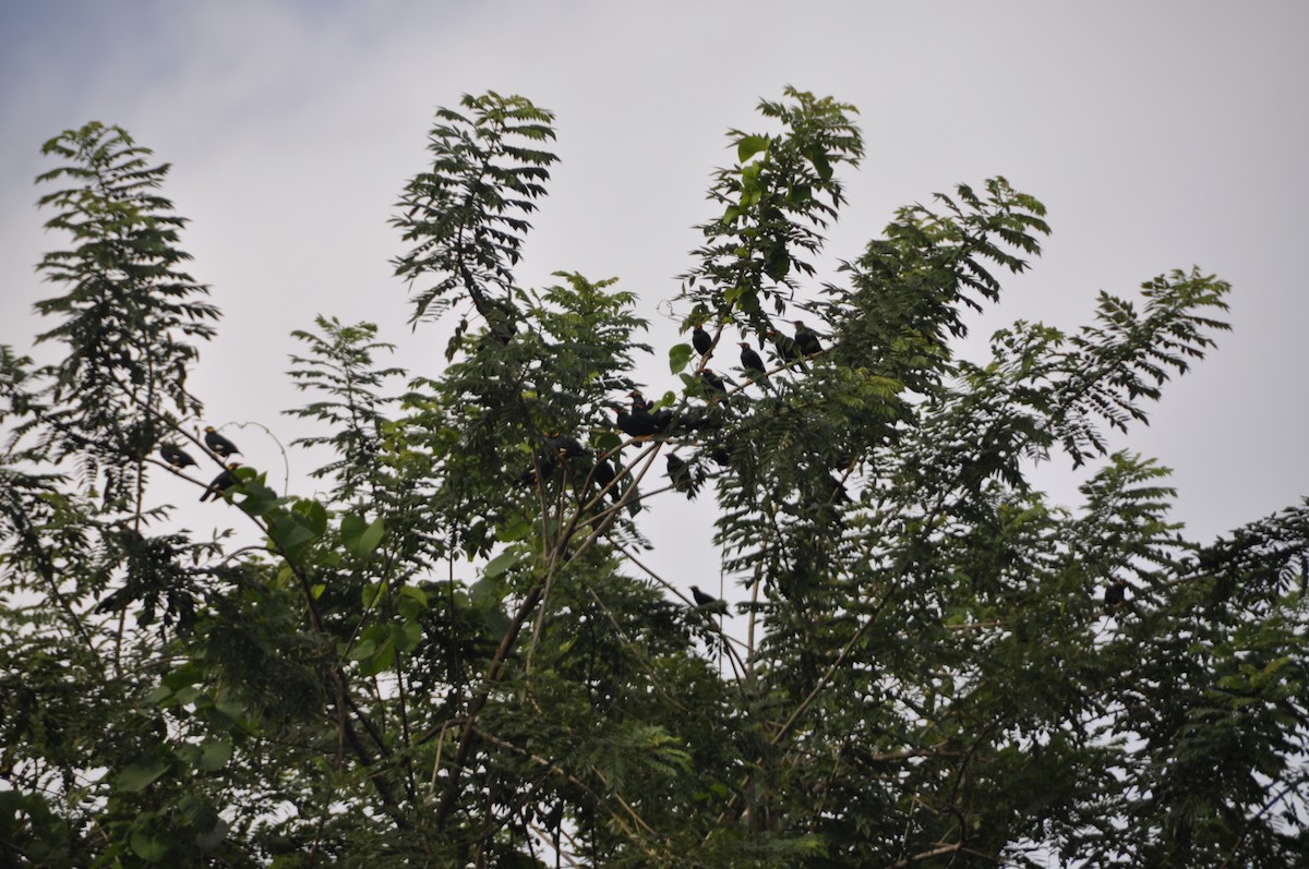 Southern Hill Myna - ML643646874